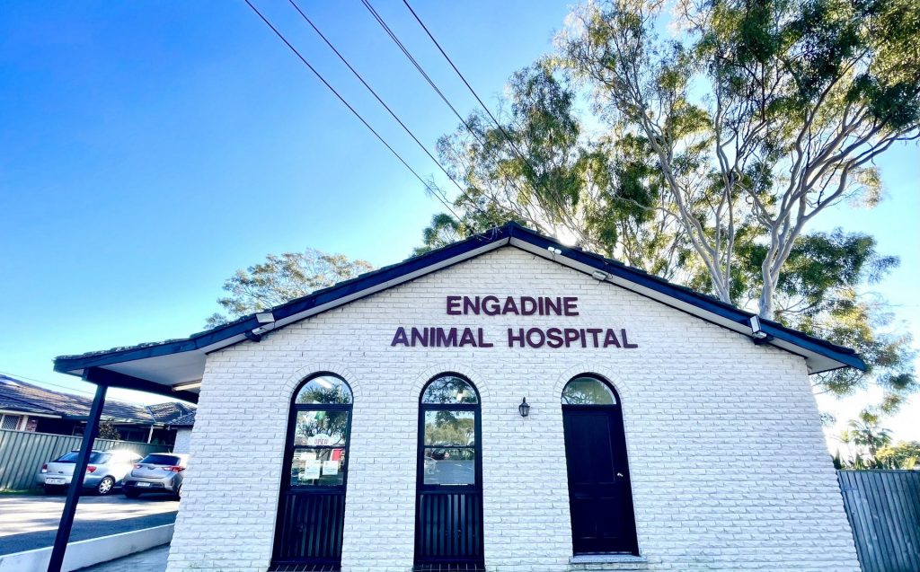 Contact Us | Engadine Veterinary Hospital